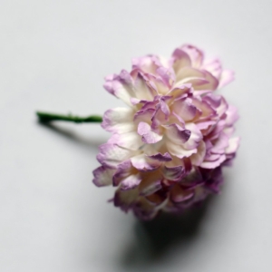 Carnation Flowers - White and Lavendar (Pack of 10 flowers)