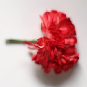 Carnation Flowers - Red (Pack of 10 flowers)