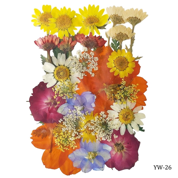 Dried Flowers (30 pcs) - YW-26